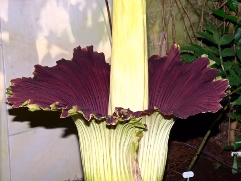 Amorphophallus gigas