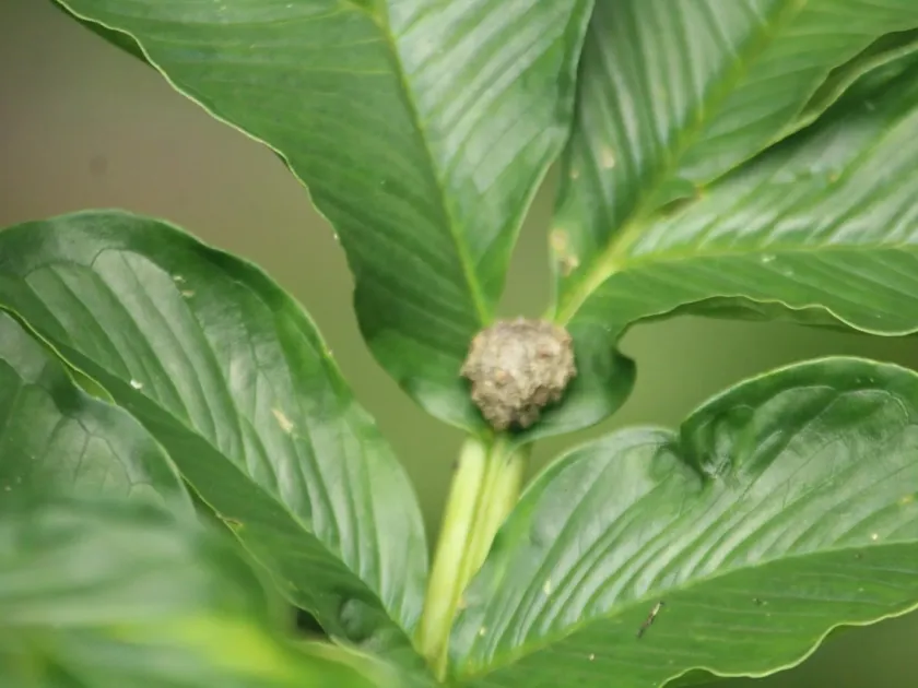 Amorphophallus bulbifer