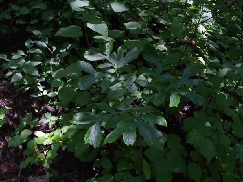 Dracontium soconuscum