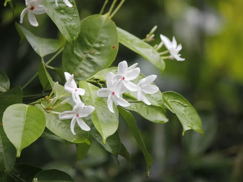 Kopsia singapurensis