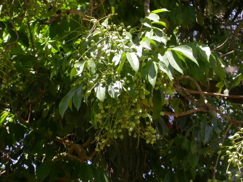 Pseudospondias microcarpa