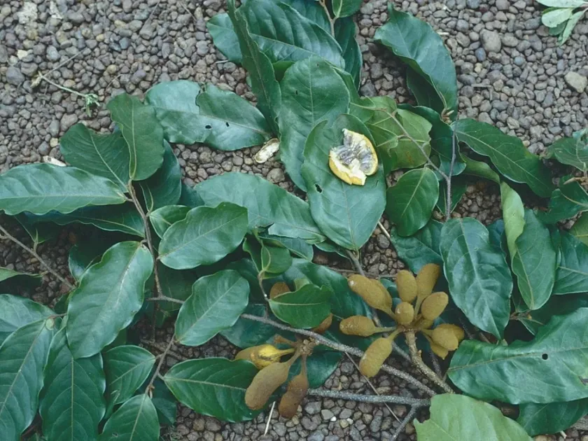 Uvaria chamae