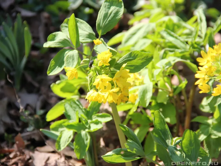 Gymnospermium smirnovii
