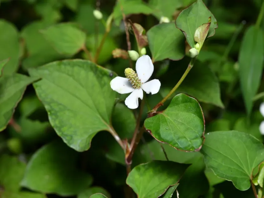 Houttuynia cordata