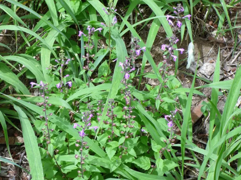 Scutellaria purpurascens