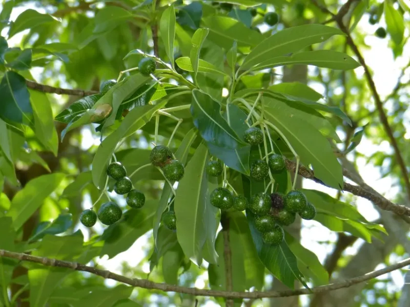 Quinine tree