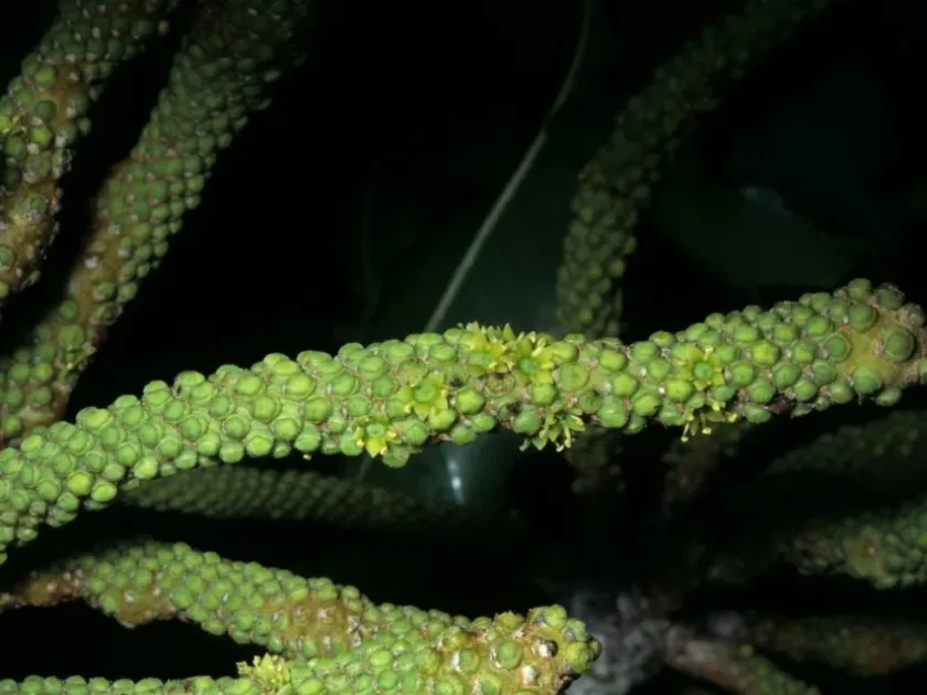 Cussonia holstii
