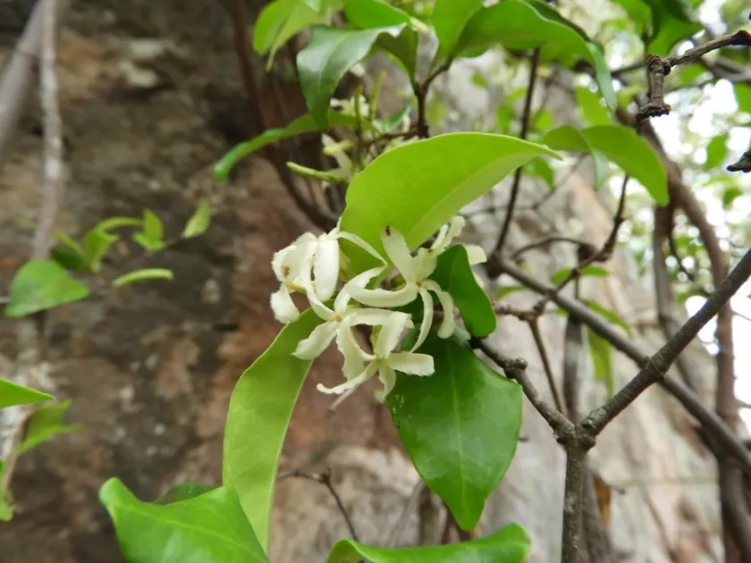 Ancylobothrys amoena