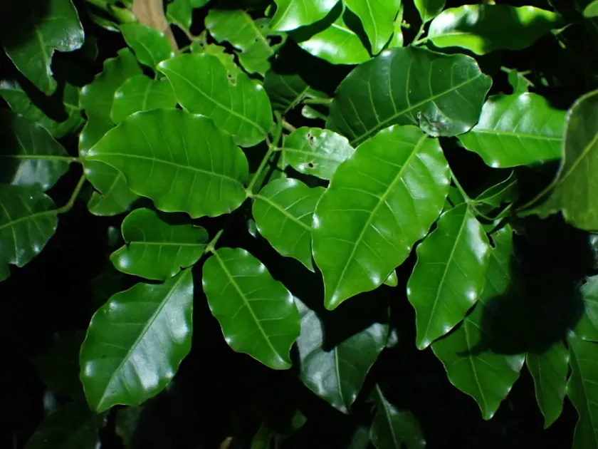 Kohekohe