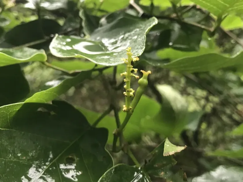 Neoshirakia japonica