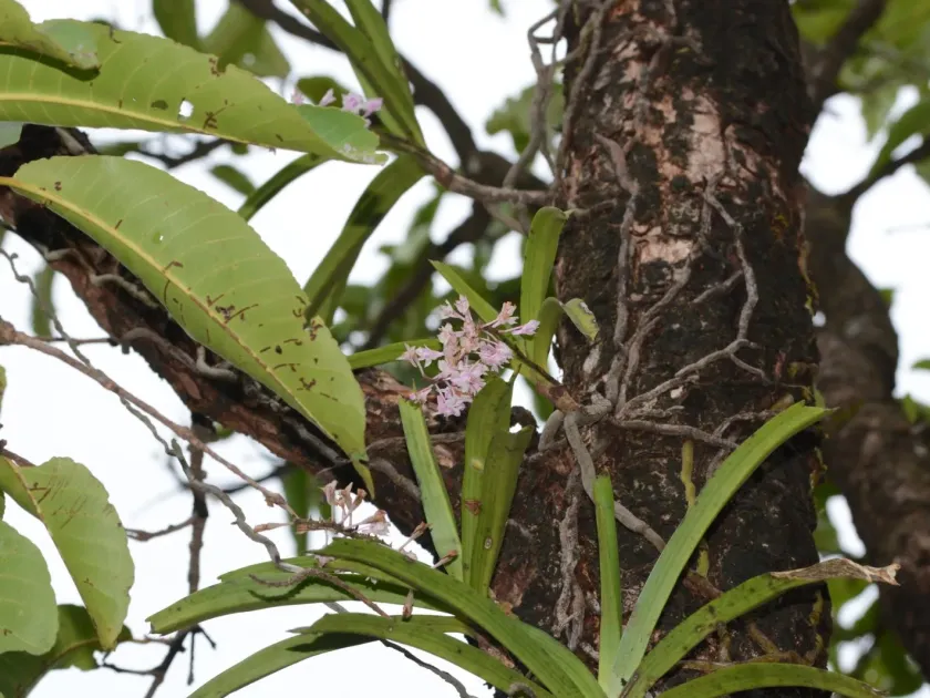 Aerides rosea