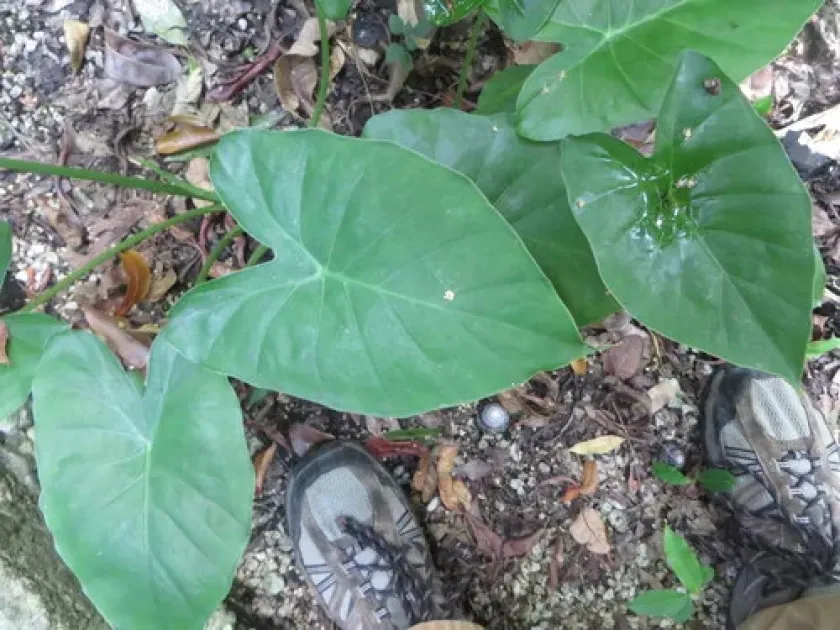 Alocasia fornicata