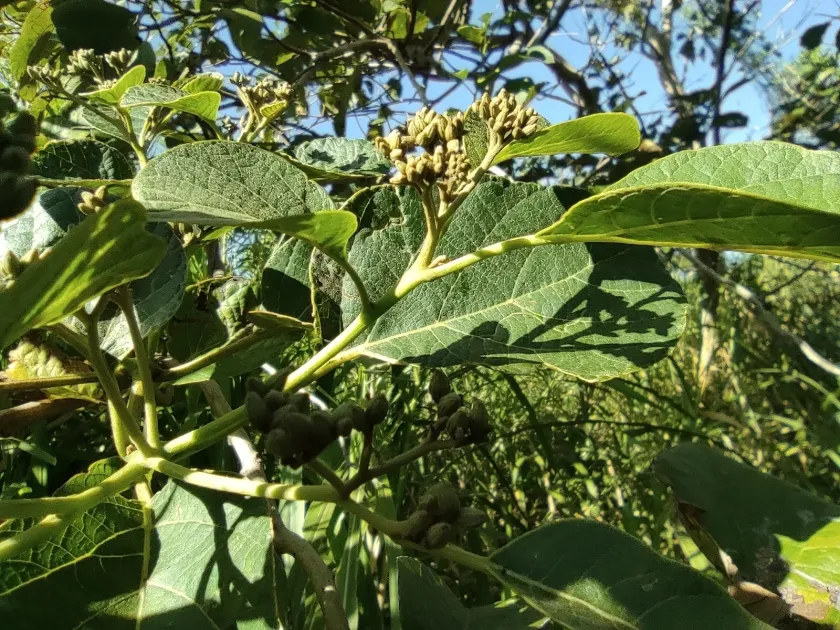 African cordia