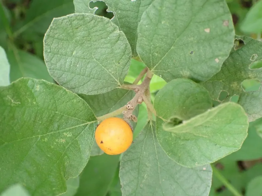 Cordia monoica