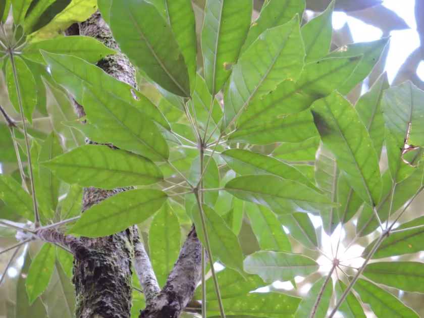 Narrow-leaf schefflera