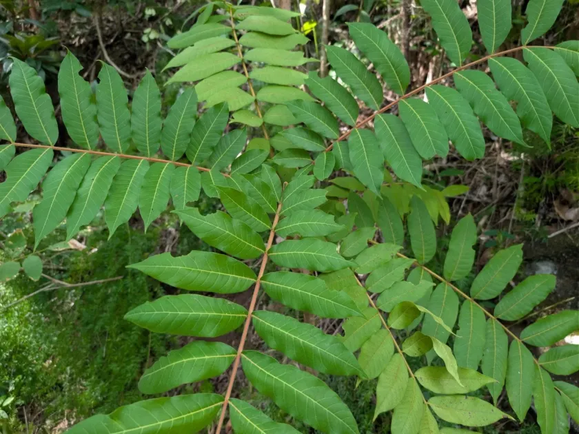 Tahitian sumac