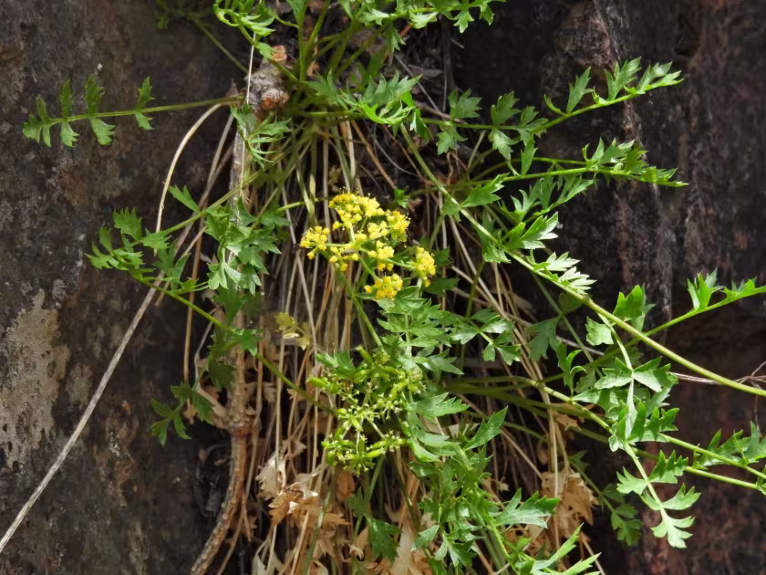 Hall's cymopterus