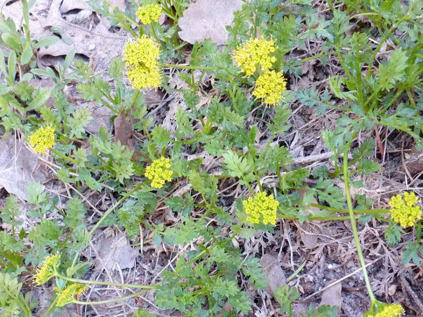 Cymopterus macdougalii
