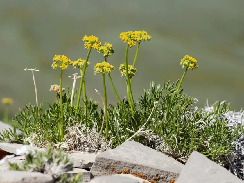 Cymopterus sessiliflorus