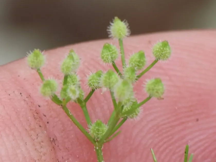 Spermolepis echinata