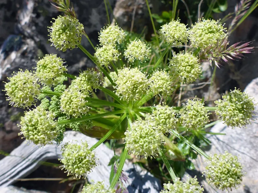 Angelica roseana