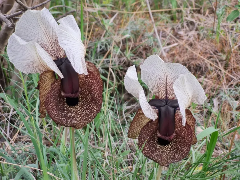 Iberian iris