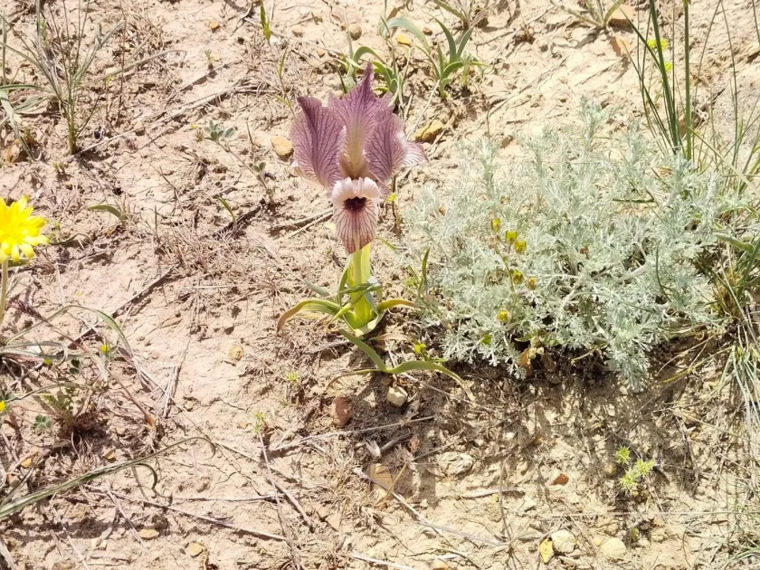 Iris acutiloba