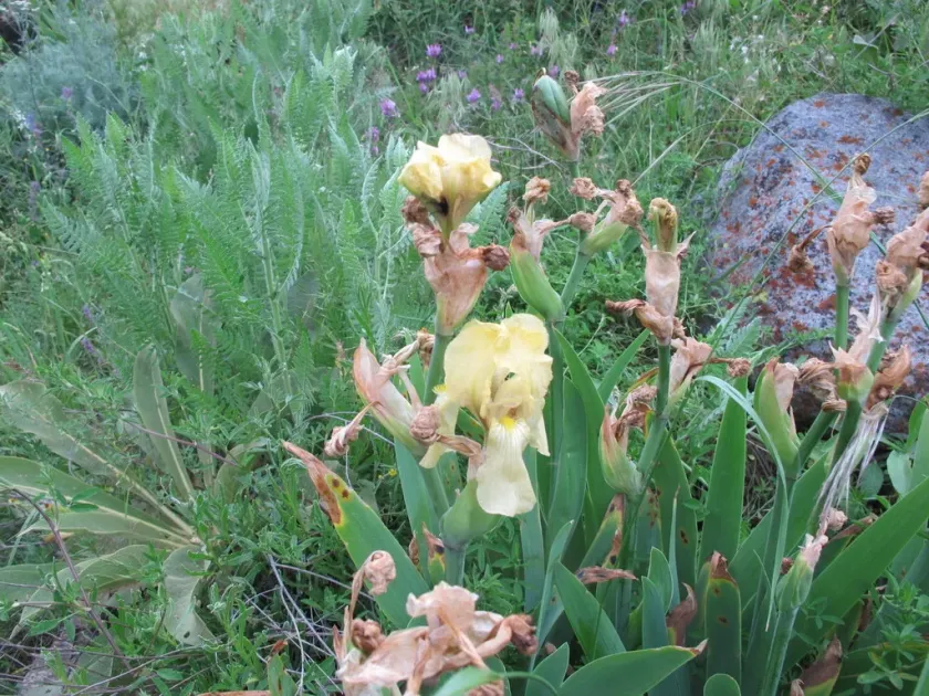 Iris imbricata
