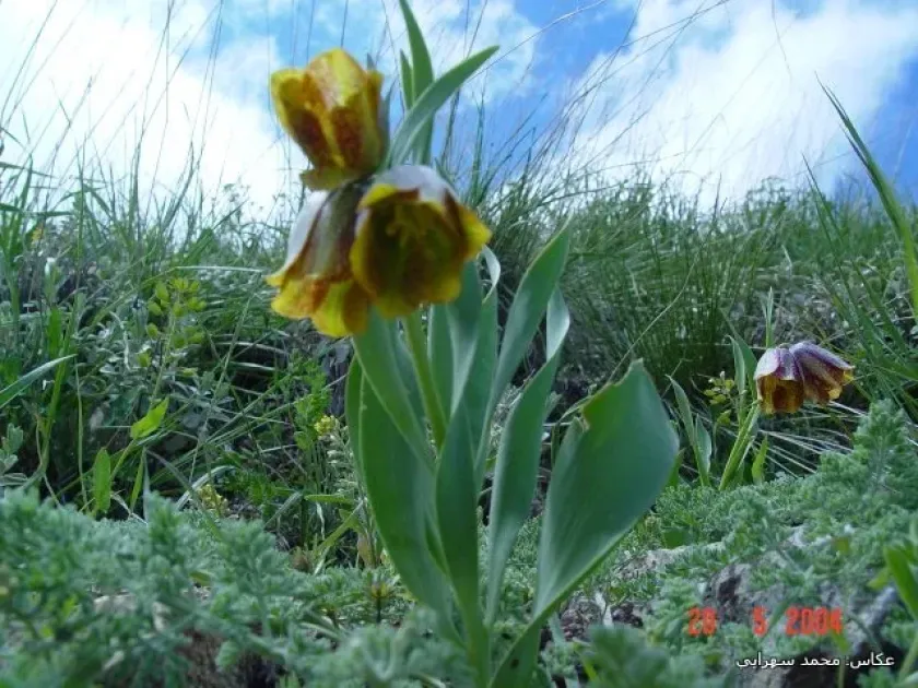 Fritillaria kurdica