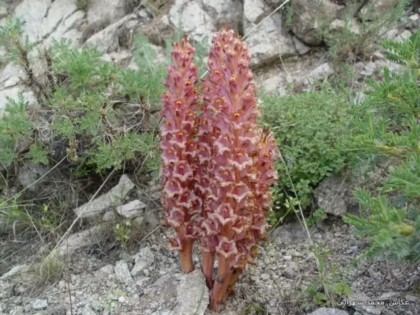 Заразиха курдська