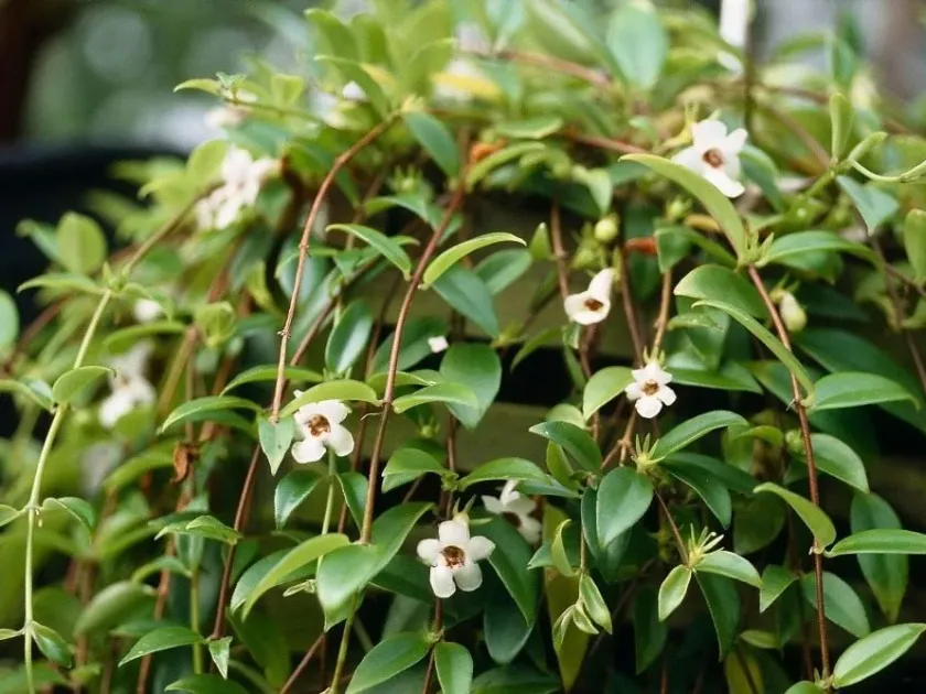 Codonanthe caribaea