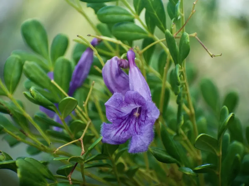 Jacaranda arborea