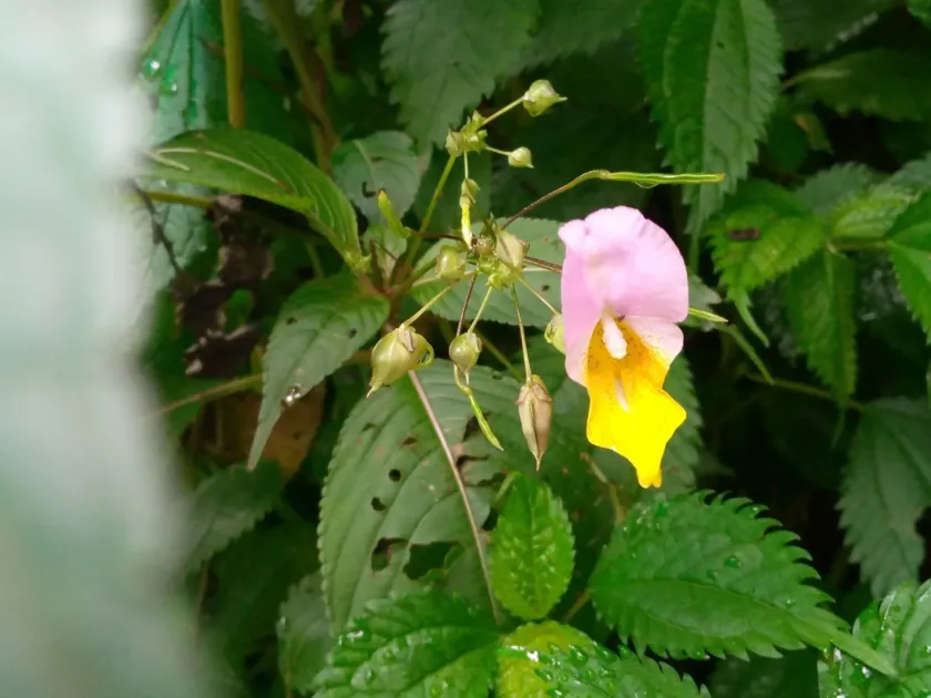 Impatiens bicolor