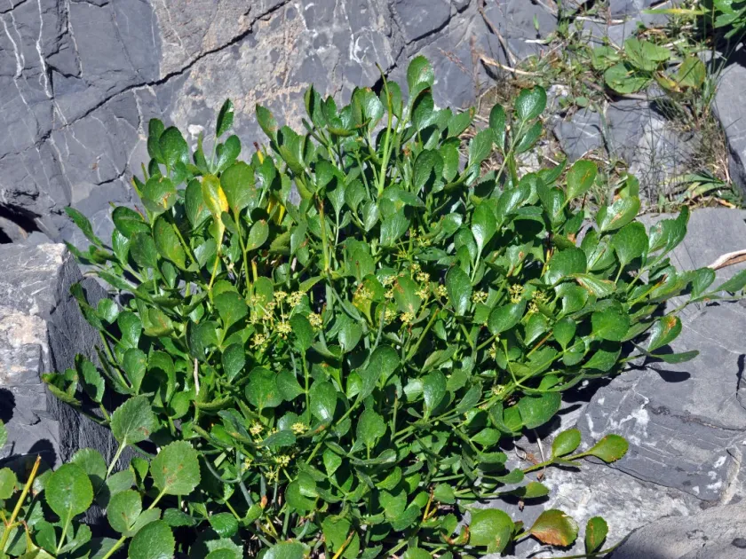 Angelica ternata
