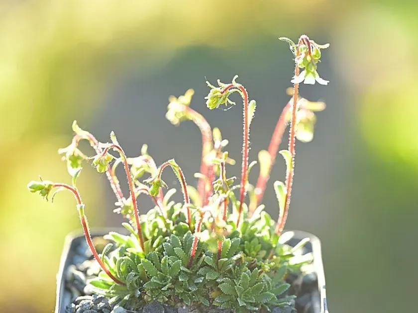 Saxifraga khiakhensis