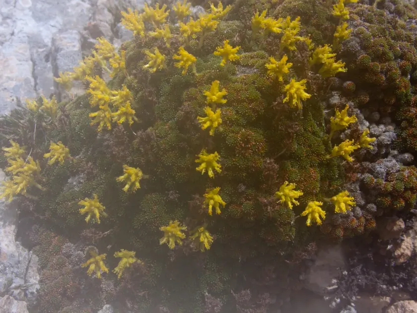 Saxifraga scleropoda