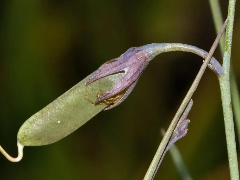 Crotalaria glauca