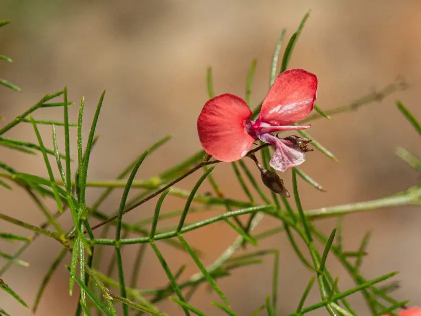 Microcharis asparagoides
