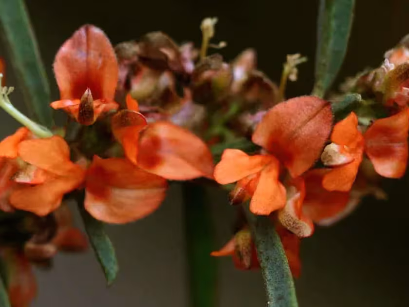 Indigofera paniculata