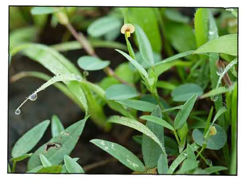 Zornia setosa