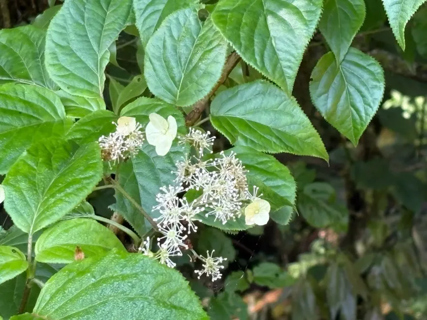 Climbing hydrangea