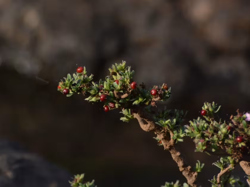 Rotula aquatica