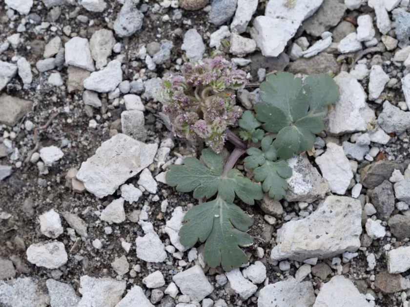 Cymopterus corrugatus