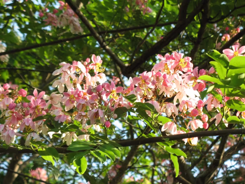 Cassia mannii
