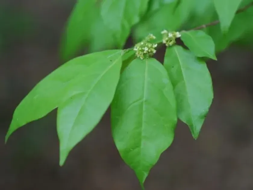 Tapura fischeri