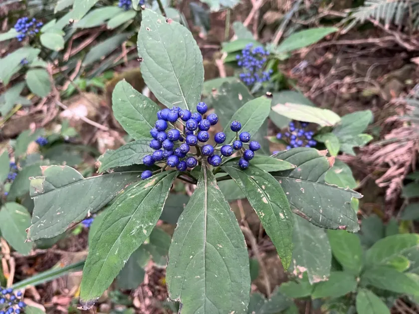 Dichroa febrifuga