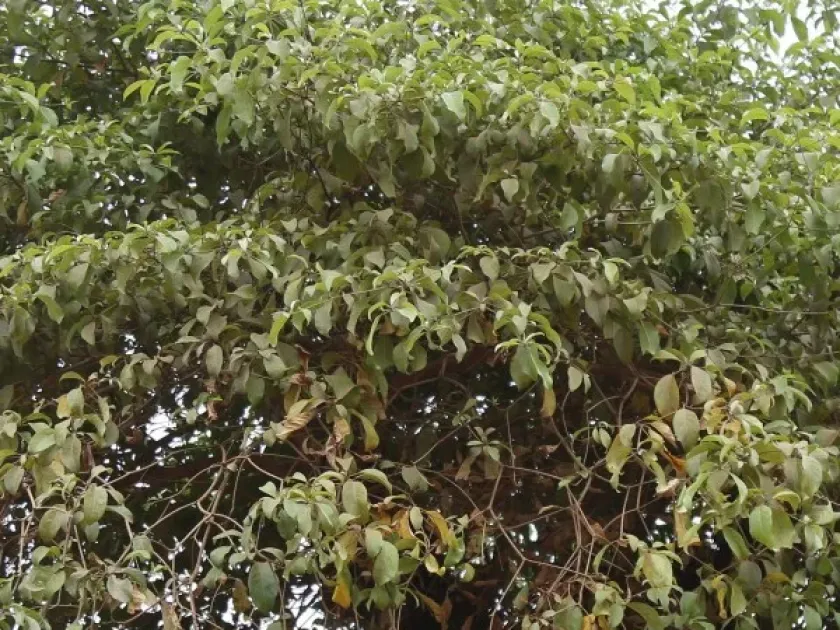 Terminalia glaucescens
