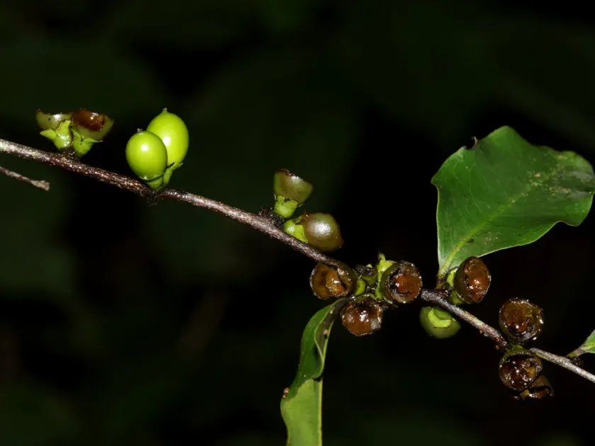 Abyssinian persimmon