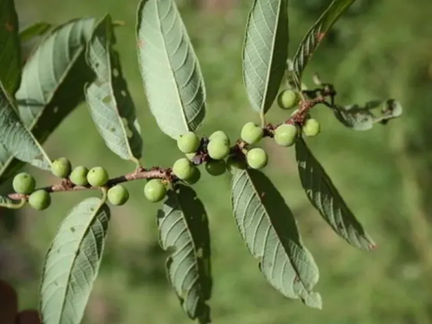 Bridelia scleroneura