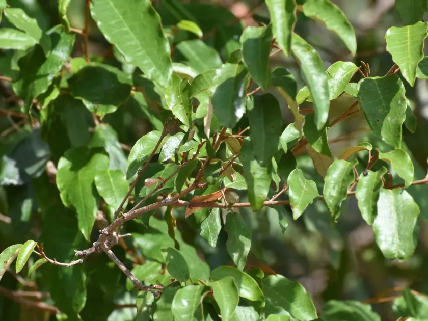Croton dichogamus